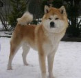 /album/akita-inu/akita-inu-jpg/